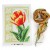 5 viď obrázok tulipán
