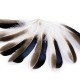 Kačacie perie dĺžka 10-14 cm 1sáčok