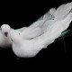 Dekorácia holubica s klipom svadobná, vianočná AB efekt 2ks